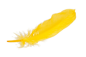 Elegant yellow feather isolated on the white background
