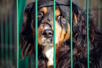 Sad abandoned dog hopes to find a home in animal kennel shelter