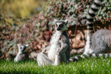 Animals in the wild from Bioparc (Valencia, Spain) © Trinity82