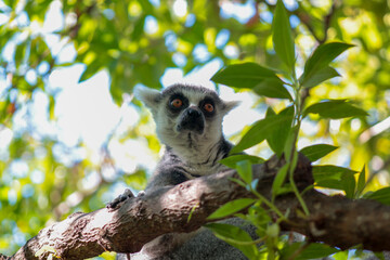Animals in the wild from Bioparc (Valencia, Spain)