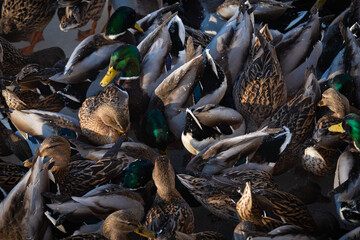 Birds, a flock of ducks, on a pond that is not frozen in winter