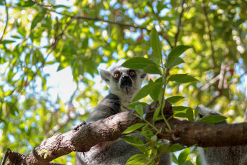 Animals in the wild from Bioparc (Valencia, Spain)