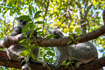 Animals in the wild from Bioparc (Valencia, Spain)