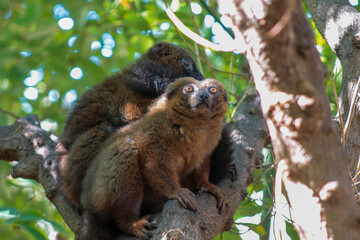 Animals in the wild from Bioparc (Valencia, Spain)