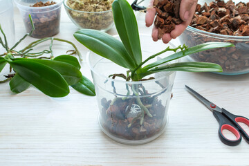 Transplant orchids at home. Planting tools with bark soil, pot and moss. Orchid transplant process.