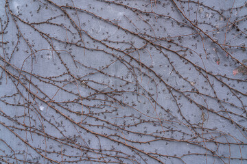 
Abstract background white wall climbing plant