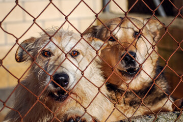 Group of abandoned sad dog hopes to find a home in animal kennel shelter