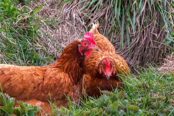 chickens in rural life eating in the meadow Cottage decor slow rural life Farm in the village agriculture