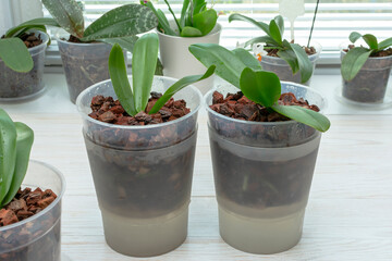 Orchids in the pot. Watering orchid by immersion in water.The most correct method of watering and fertilize orchids