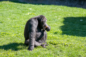 Animals in the wild from Bioparc (Valencia, Spain)