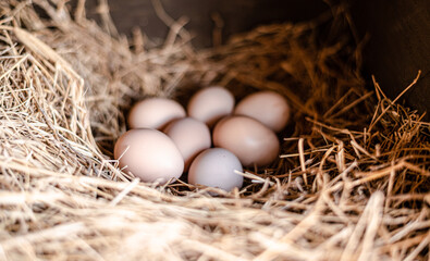 Huevos  frescos de gallina en un nido de caja con heno 