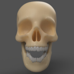 plastic bone human skull with teeth