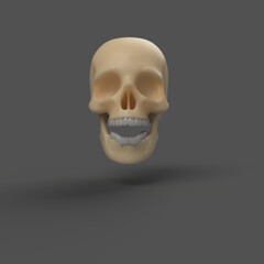 plastic bone human skull with teeth