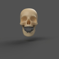 plastic bone human skull with teeth