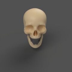 plastic bone human skull with teeth