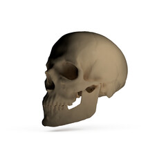human skull isolated on white background