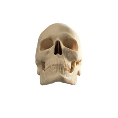 human skull isolated on white background
