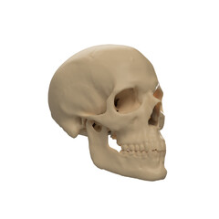 human skull isolated on white background