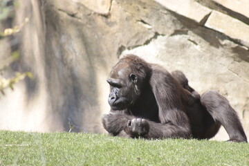 Animals in the wild from Bioparc (Valencia, Spain)