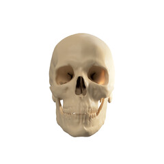 human skull isolated on white