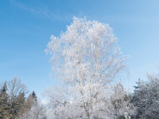 Beautiful snowy frozen broadleaf tree and small spruce trees over blue sky background. Snow covered fairytale tree in winter.