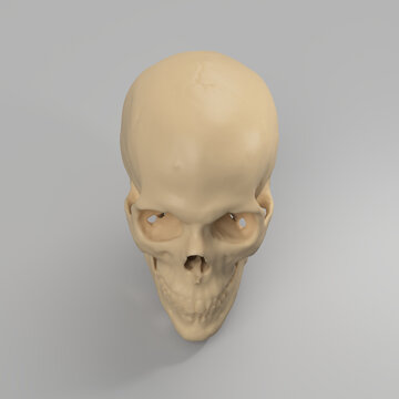 human skull isolated on grey looking down