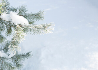 close up snow-covered hoarfrost tree branches, selective focus, white snow background, copy space,...