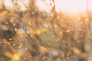 spring background thin spring twigs with young fresh tree buds at golden hour at sunset, spring mood