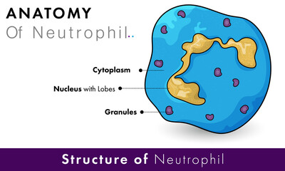 Ultra structure of Neutrophil immune cell with yellow nucleus showing lobes and blue Cytoplasm  