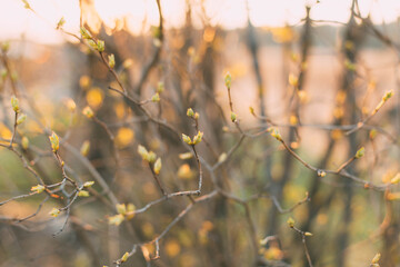 Obraz premium spring background thin spring twigs with young fresh tree buds at golden hour at sunset, spring mood
