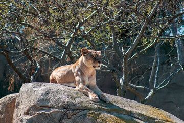 Animals in the wild from Bioparc (Valencia, Spain)