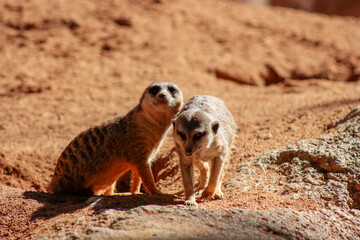 Animals in the wild from Bioparc (Valencia, Spain)
