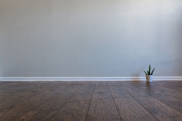 Blank room with a gray wall and laminated floor. Small cactus in a pot on the right side of the image. It can be used as a realistic background of virtual furniture or decor.