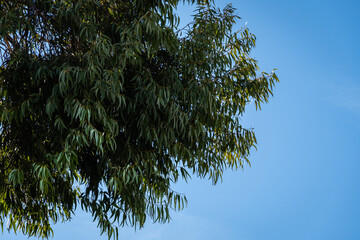 Fragrant emerald green eucalyptus leaves against blue December sky. Eucalyptus on embankment near Sochi commercial sea port. Central part of resort town of Sochi on Black Sea coast.