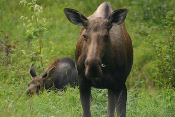 Mother Cow Moose in Alaska With a Baby Calf Behind her as She Looks at the Camera in Warning