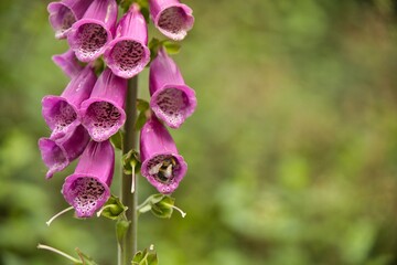 Nahaufnahme Roter Fingerhut