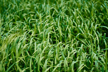 Field of the fresh green grass, soft focus. Abstract texture