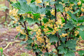 Yellow currant bush with ripe berries in the garden. Growing currants