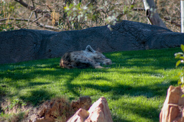 Animals in the wild from Bioparc (Valencia, Spain)