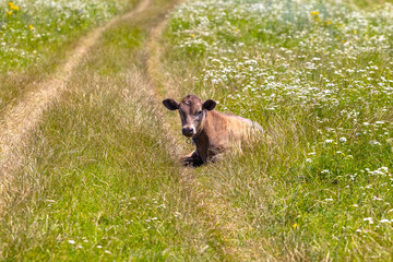 The calf lies in a field on a pasture