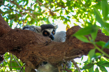 Animals in the wild from Bioparc (Valencia, Spain)