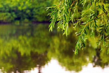 Willow branches hang over the water of the river, which reflects the trees