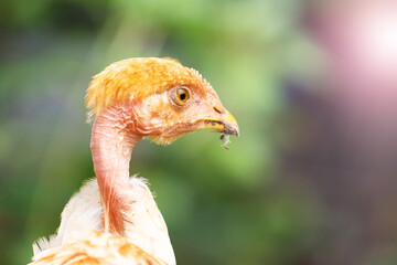 Young chicken with a bare neck in the garden on a background of green grass