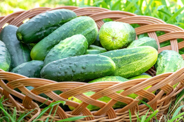 Green ripe cucumbers in a wicker basket on the grass