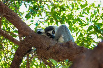 Animals in the wild from Bioparc (Valencia, Spain)