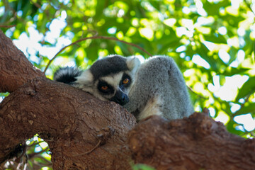 Animals in the wild from Bioparc (Valencia, Spain)