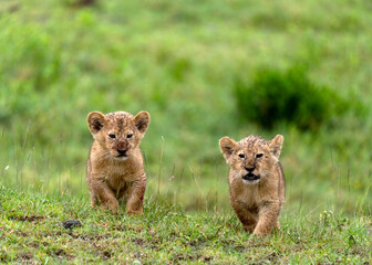 Fototapeta na wymiar The lion (Panthera leo) cubs approaching in Ngorongoro Crater floor in Tanzania.
