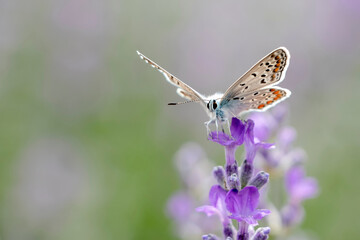 Amanda's blue (Polyommatus amandus) butterfly flying lavender field.