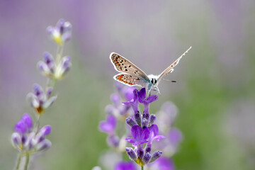 Amanda's blue (Polyommatus amandus) butterfly flying lavender field.