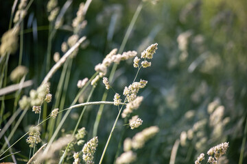 grass in the wind